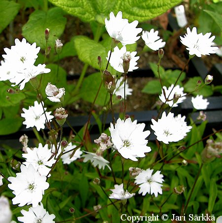 Heliosperma alpestre, alppikohokki